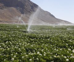 کاهش مصرف آب در بخش کشاورزی با اجرای طرح الگوی کشت در قم