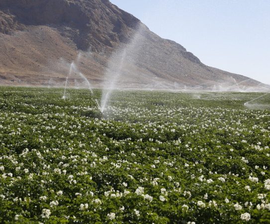 کاهش مصرف آب در بخش کشاورزی با اجرای طرح الگوی کشت در قم کاهش مصرف آب در بخش کشاورزی با اجرای طرح الگوی کشت در قم