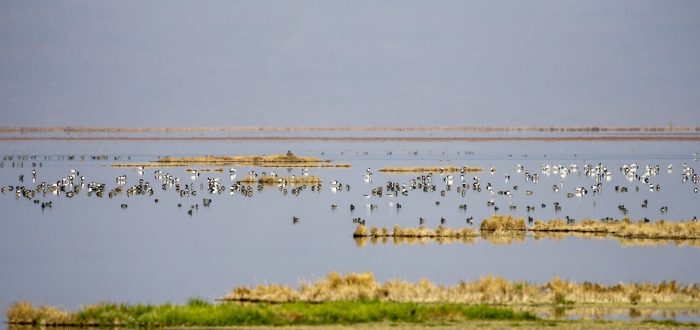 سرشماری پرندگان مهاجر در تالاب مره قم سرشماری پرندگان مهاجر در تالاب مره قم