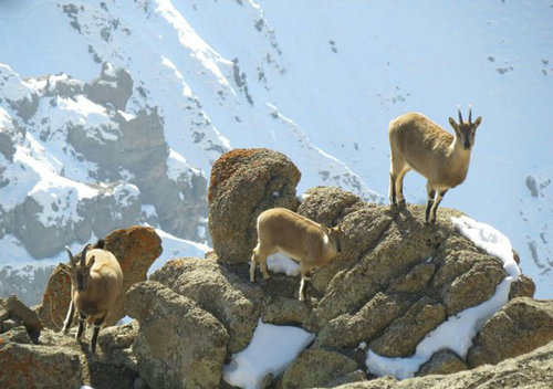 سرشماری زمستانه حیات وحش در قم انجام شد سرشماری زمستانه حیات وحش در قم انجام شد