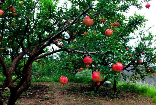 کشاورزی قم برای توسعه نیاز به سرمایهگذاری دارد کشاورزی قم برای توسعه نیاز به سرمایهگذاری دارد