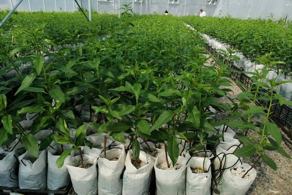 اجرای طرح کاشت هشت میلیون درخت در استان قم اجرای طرح کاشت هشت میلیون درخت در استان قم