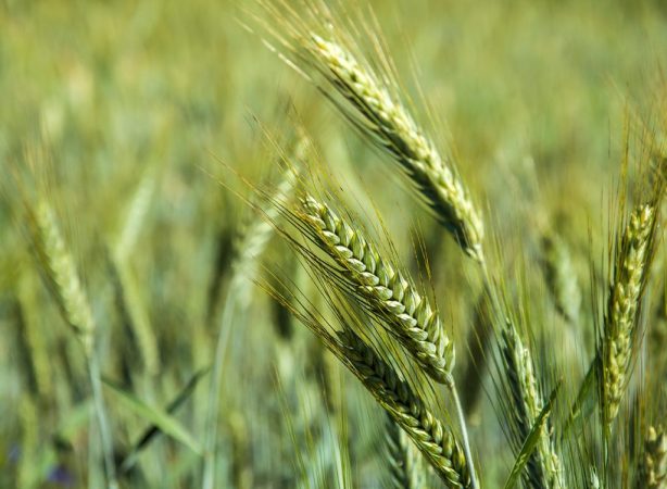 تغییر الگوی کشت در قم با جدیت دنبال میشود تغییر الگوی کشت در قم با جدیت دنبال میشود