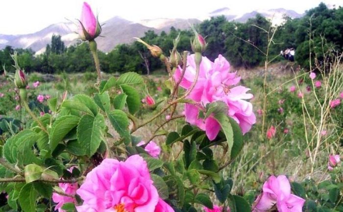 راهبرد گسترش تولید گیاهان دارویی درقم همچنان ادامه مییابد راهبرد گسترش تولید گیاهان دارویی درقم همچنان ادامه مییابد
