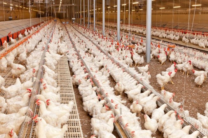 بررسی ۸۰۰ درخواست فنی در خصوص واحدهای مرغداری قم بررسی ۸۰۰ درخواست فنی در خصوص واحدهای مرغداری قم