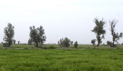 افزایش بهره‌وری با اجرای ۴۰ هزار هکتار کشاورزی حفاظتی در قم