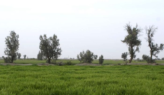 افزایش بهرهوری با اجرای ۴۰ هزار هکتار کشاورزی حفاظتی در قم افزایش بهرهوری با اجرای ۴۰ هزار هکتار کشاورزی حفاظتی در قم
