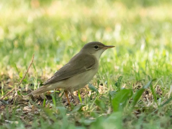 ثبت ۲ گونه پرنده برای نخستینبار در قم ثبت ۲ گونه پرنده برای نخستینبار در قم
